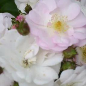 Perennial Blush Climbing Rose (Rosa Perennial Blush) 1